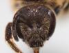 Lasioglossum sp.